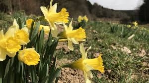 jonquilles