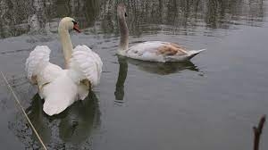 poulseur